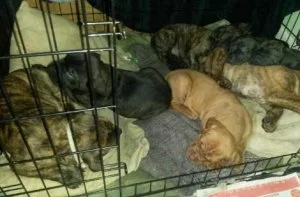 AKC registered Bullmastiff puppies