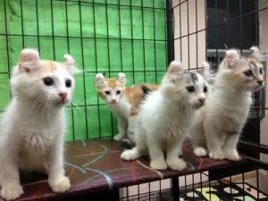 American Curl kittens for sale