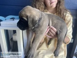 AKC English Mastiffs