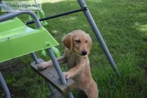 CKC Golden retriever