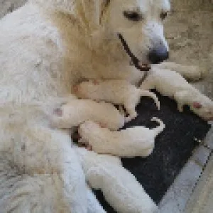 Great Pyrenees puppies ready Sept 18