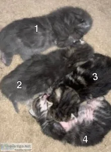 6 week old kittens