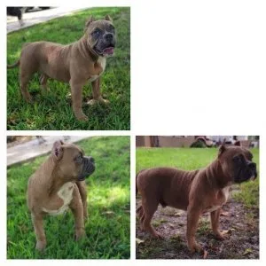 BULLY PUPPY GOING FAST  
