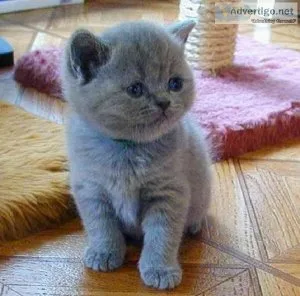 Adorable British shorthair kittens