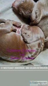 Doberman puppies