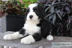 Cathy Bernedoodle