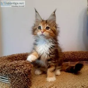 partly Maine Coon