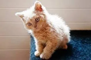 Expecting litter Selkirk rex kittens