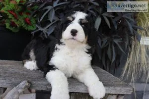 willow bernedoodle