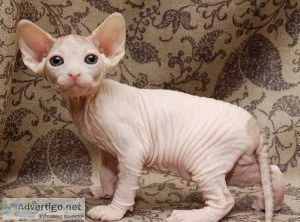 Sphynx kittens looking for their forever home