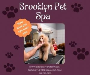 Do you know the best pet grooming near me in Brooklyn
