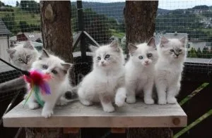 Ragdoll kittens Lynks point and seal point
