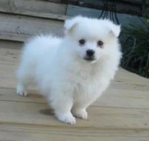 3 American Eskimo Puppies