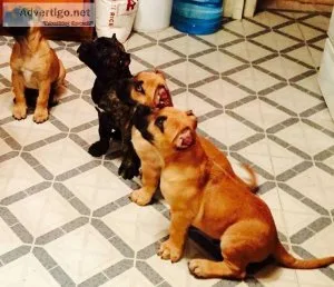 Big Boned Presa Canario Puppies Available
