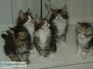 AVAILABLE MAINE COON KITTENS