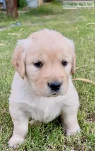 Golden Retriever Puppies