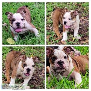 English Bulldog PUPPIES NEED THEIR FOREVER HOME