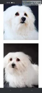 Beautiful Pure Tiny Maltese Puppies