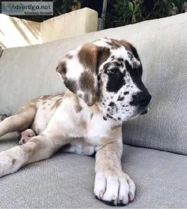 Greatdane puppies