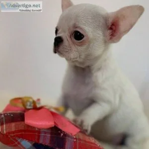 Chihuahua Puppies available.....