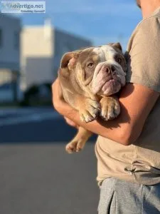 Bulldogs
