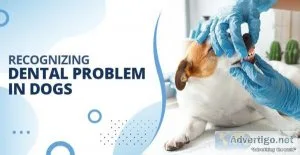 How do I know if my dog has any dental problem