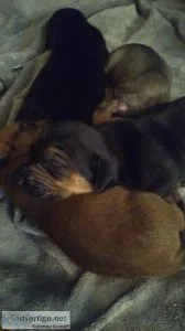 Presa bully mastiff pups