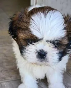 female Shih Tzu puppies