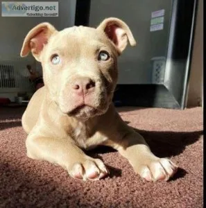 Bulldogs for adoption in us