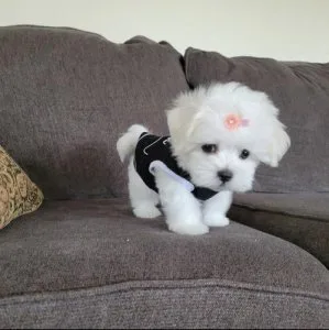 Cute and Adorable Maltese Puppies