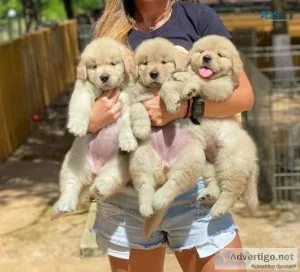 Purebred Golden Retriever Puppies