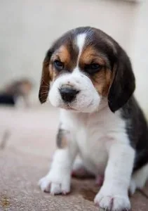 Akc registered Beagle puppies