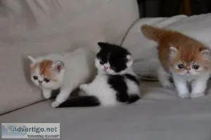 EXOTIC SHORTHAIR KITTENS READY NOW