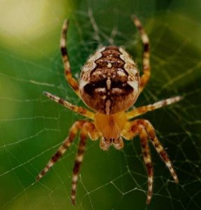 Excellent Spider Pest Control in Sydney