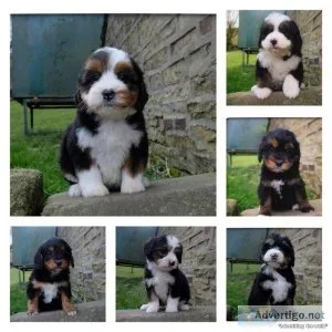 Australian Bernedoodle Puppies - Extensively Health Tested