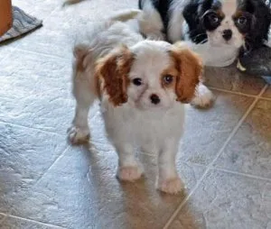 Home Raised Cavalier King Charles Spaniel Puppies