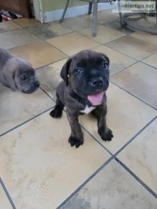 Cane Corso Italian Mastiff Puppies