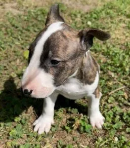 AKC Bull Terrier Puppies Available.