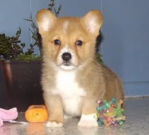 PEMBROKE WELSH CORGI PUPPIES