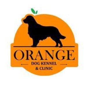 Best Dog Clinic  Hospitalization Center in Nagpur  Orangepetsser