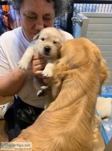 7 beautiful Golden Retriever puppies