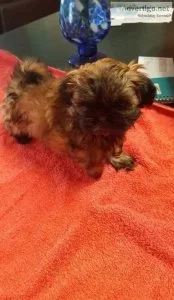 Nice and Healthy Shih Tzu Puppies Available