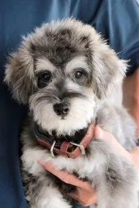Adorable Schnoodle  puppies for sale