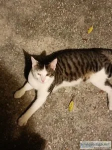 Male Cat in need of a home