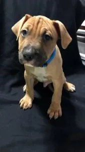 AKC American Pit Bull Terrier Puppies available