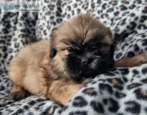 Beautiful Shih Tzu Puppies 1 Boy 2 Girls.