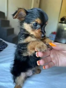 Super Adorable Teacup Yorkie Puppies