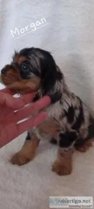 Cocker spaniels
