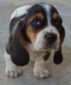 Cute Home Raised Basset Hound Puppies