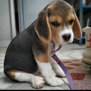 Sweet EBeagle Puppies ready